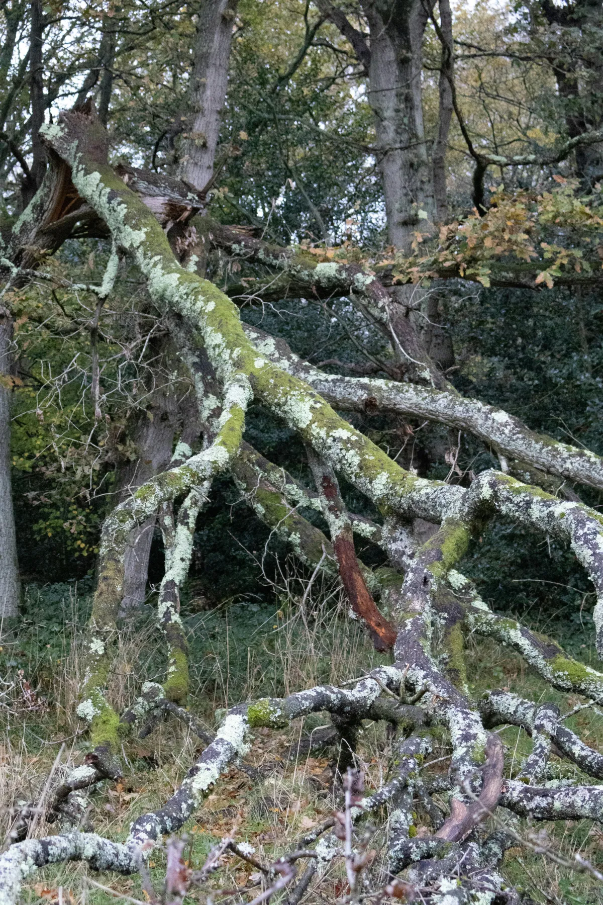 Dense overgrown brush and fallen limbs on a wooded property before land clearing
